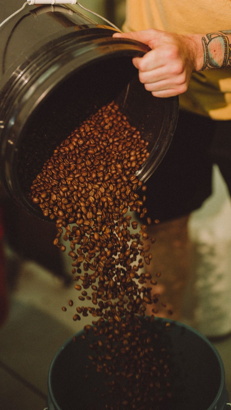 Roasted Krema coffee beans pouring from a scoop