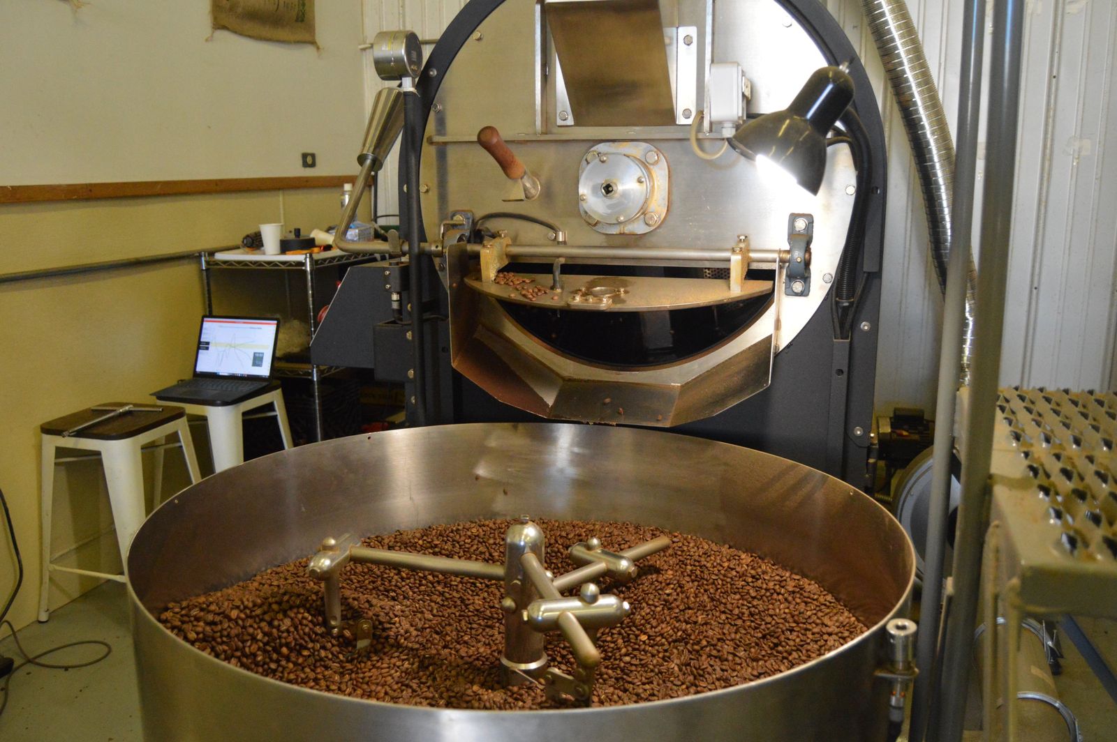 Fresh roasted coffee beans cooling in the Krema roaster